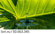 Beautiful macro shot of clear water drop and amazing concentric ripples, this serene nature background shows large fresh green leaf. Стоковое AI-изображение, AI-художник Павел Муравьев / Фотобанк Лори