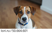 Curious Jack Russell Gazing at the Camera in a Cozy Home With a Wooden Floor, Symbolizing Pet Care and Animal Friendship. Стоковое AI-видео, аниматор Sergey Grishin / Фотобанк Лори