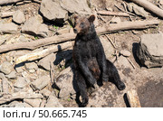 Wet Kamchatka brown bear sits comfortably among rocks and logs, blending with the natural forest environment and enjoying the muddy ground. Стоковое фото, фотограф Татьяна Терехина / Фотобанк Лори