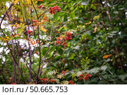 Viburnum sargentii, known as Sargent's viburnum, displays vibrant red berries and striking red foliage in autumn, enhancing the fall landscape. Стоковое фото, фотограф Татьяна Терехина / Фотобанк Лори