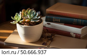 neglect dying house plant ai generated. Стоковое AI-изображение, AI-художник Vectorwin / Фотобанк Лори
