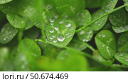Small drops of morning dew glistening on fresh green clover leaves, creating a stunning natural pattern across the field, embodying the beauty of spring and summer growth. Стоковое видео, видеограф Ольга Ильина / Фотобанк Лори