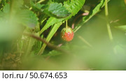 Close-up view of a single, ripe red strawberry hanging from its lush green plant in a garden, perfectly poised for picking and savoring its delicious flavor. Стоковое видео, видеограф Ольга Ильина / Фотобанк Лори