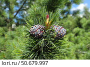 Pinus sibirica. Ветка сосны сибирской кедровой с молодыми и прошлогодними шишками  солнечным днем. Стоковое фото, фотограф Григорий Писоцкий / Фотобанк Лори