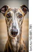 Close-Up Portrait of a Greyhound Dog With Curious Eyes. Generative AI. Стоковое AI-изображение, AI-художник Roman Zavorotny / Фотобанк Лори