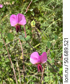 Blossom Wild Pea (lat.- Pisum sativum elatius) Стоковое фото, фотограф Irina Opachevsky / Фотобанк Лори