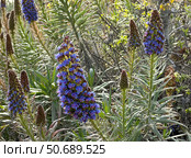 Flowering plant Pride of Madeira (lat.- Echium candicans) Стоковое фото, фотограф Irina Opachevsky / Фотобанк Лори