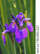 Two lovely Siberian iris flowers in a clearing close-up. Iris Sibirica Flight of Butterflies in full bloom. Стоковое фото, фотограф Оксана Медведева / Фотобанк Лори