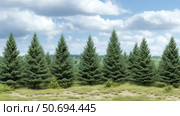 photo douglas fir trees. Стоковое фото, фотограф Vectorwin / Фотобанк Лори