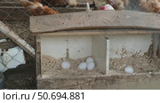 There are several eggs in a chicken nest in the coop. Organic chicken farm. Livestock and farming. Стоковое видео, видеограф Мария Зубарева / Фотобанк Лори