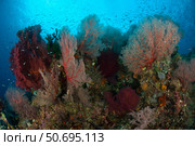 Reefscape in Raja Ampat covered in gorgonians, Indonesia. Стоковое фото, фотограф Steve Jones/Stocktrek Images / ТАСС / Фотобанк Лори