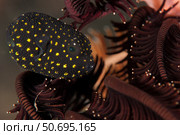 Juvenile guineafowl spotted pufferfish sheltering amongst a crinoid, Bali. Стоковое фото, фотограф Steve Jones/Stocktrek Images / ТАСС / Фотобанк Лори
