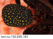Juvenile guineafowl spotted pufferfish sheltering amongst a crinoid, Bali. Стоковое фото, фотограф Steve Jones/Stocktrek Images / ТАСС / Фотобанк Лори