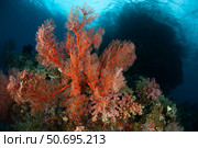 Reefscape in Raja Ampat covered in gorgonians, Indonesia. Стоковое фото, фотограф Steve Jones/Stocktrek Images / ТАСС / Фотобанк Лори