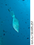 Scribbled filefish, Ari and Male Atoll, Maldives. Стоковое фото, фотограф Mathieu Meur/Stocktrek Images / ТАСС / Фотобанк Лори