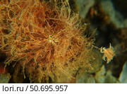 Striated Frogfish, North Sulawesi, Indonesia. Стоковое фото, фотограф Mathieu Meur/Stocktrek Images / ТАСС / Фотобанк Лори