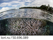 Staghorn corals thrive on a reef in the Solomon Islands. Стоковое фото, фотограф Ethan Daniels/Stocktrek Images / ТАСС / Фотобанк Лори