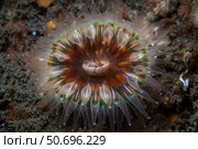 A large coral polyp grows on the seafloor of a kelp forest. Стоковое фото, фотограф Ethan Daniels/Stocktrek Images / ТАСС / Фотобанк Лори