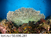 Underside of a table coral, Papua New Guinea. Стоковое фото, фотограф Steve Jones/Stocktrek Images / ТАСС / Фотобанк Лори