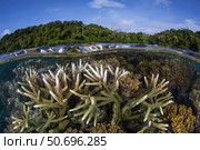 A slightly bleached staghorn coral colony in the Solomon Islands. Стоковое фото, фотограф Ethan Daniels/Stocktrek Images / ТАСС / Фотобанк Лори