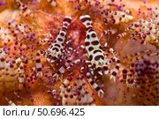 Spotted Periclimenes colemani shrimp on fire coral. Стоковое фото, фотограф Mathieu Meur/Stocktrek Images / ТАСС / Фотобанк Лори