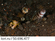 Goby with commensal blind shrimp, Bali, Indonesia. Стоковое фото, фотограф Mathieu Meur/Stocktrek Images / ТАСС / Фотобанк Лори