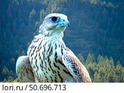 Yeti, a hybrid white gyrfalcon and saker falcon. Стоковое фото, фотограф Stocktrek Images, Inc. / ТАСС / Фотобанк Лори