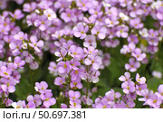Arabis - an early spring flower, primrose. Стоковое фото, фотограф Володина Ольга / Фотобанк Лори