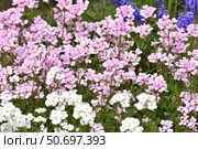 Arabis - an early spring flower, primrose. Стоковое фото, фотограф Володина Ольга / Фотобанк Лори