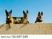 Belgian Malinois and German Shephard military working dogs. Стоковое фото, фотограф Stocktrek Images, Inc. / ТАСС / Фотобанк Лори