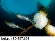 Bigfin reef squid tending eggs along a buoy line, Lembeh Strait, Indonesia. Стоковое фото, фотограф Steve Jones/Stocktrek Images / ТАСС / Фотобанк Лори