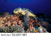 Hawksbill sea turtle feeding on soft coral, Maldives. Стоковое фото, фотограф Steve Jones/Stocktrek Images / ТАСС / Фотобанк Лори