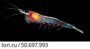 Antarctic krill (Euphausia superba), Southern Ocean, Antarctica. Стоковое фото, фотограф Steve Jones/Stocktrek Images / ТАСС / Фотобанк Лори
