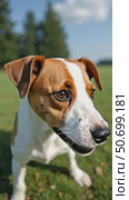 Jack Russell is Playfully Gazing at the Camera With a Big Smile. Стоковое AI-видео, аниматор Sergey Grishin / Фотобанк Лори
