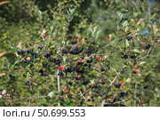 Арония черноплодная, или черноплодная рябина (лат. Aronia melanocarpa), ягоды на ветках. Стоковое фото, фотограф Елена Коромыслова / Фотобанк Лори