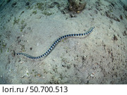 A banded sea snake swims over the seafloor in Indonesia. Стоковое фото, фотограф Ethan Daniels/Stocktrek Images / ТАСС / Фотобанк Лори