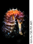 A seahorse lit with a snoot from behind, Tulamben, Bali, Indonesia. Стоковое фото, фотограф Brook Peterson/Stocktrek Images / ТАСС / Фотобанк Лори