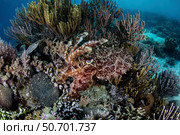 A broadclub cuttlefish hovers above a beautiful coral reef in Komodo National Park. Стоковое фото, фотограф Ethan Daniels/Stocktrek Images / ТАСС / Фотобанк Лори