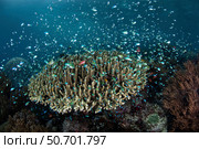 Blue-green damselfish schooling near Alor in the Lesser Sunda Islands. Стоковое фото, фотограф Ethan Daniels/Stocktrek Images / ТАСС / Фотобанк Лори