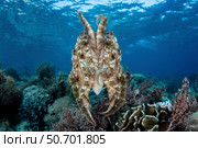 A broadclub cuttlefish hovers above a beautiful coral reef in Komodo National Park. Стоковое фото, фотограф Ethan Daniels/Stocktrek Images / ТАСС / Фотобанк Лори