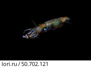 A bigfin reef squid off the coast of Komodo Island in Komodo National Park. Стоковое фото, фотограф Ethan Daniels/Stocktrek Images / ТАСС / Фотобанк Лори