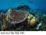 A snorkeler swims above a beautiful reef near Alor in the Lesser Sunda Islands. Стоковое фото, фотограф Ethan Daniels/Stocktrek Images / ТАСС / Фотобанк Лори