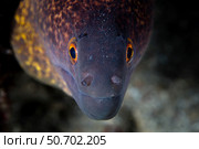 A yellow margin moray eel searches for prey on a reef in Komodo National Park. Стоковое фото, фотограф Ethan Daniels/Stocktrek Images / ТАСС / Фотобанк Лори
