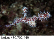 An rrnate ghost pipefish (Solenostomus paradoxus) Стоковое фото, фотограф Ethan Daniels/Stocktrek Images / ТАСС / Фотобанк Лори