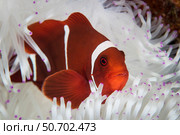 A spine-cheeked anemonefish swims among the tentacles of its host anemone. Стоковое фото, фотограф Ethan Daniels/Stocktrek Images / ТАСС / Фотобанк Лори