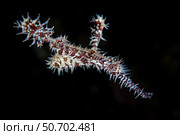 An rrnate ghost pipefish (Solenostomus paradoxus) Стоковое фото, фотограф Ethan Daniels/Stocktrek Images / ТАСС / Фотобанк Лори