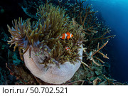 False clownfish (Amphiprion ocellaris) swim amongst their host anemone. Стоковое фото, фотограф Ethan Daniels/Stocktrek Images / ТАСС / Фотобанк Лори