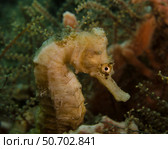 Seahorse in West Palm Beach, Florida Brent Barnes/Stocktrek Images. Стоковое фото, агентство ТАСС / Фотобанк Лори