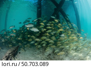 School of grunt fish beneath a pier on Turneffe Atoll, Belize. Стоковое фото, фотограф Ethan Daniels/Stocktrek Images / ТАСС / Фотобанк Лори
