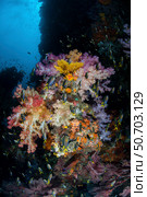 Vibrant soft corals, Dendronephthya sp., thrive in Raja Ampat, Indonesia. Стоковое фото, фотограф Ethan Daniels/Stocktrek Images / ТАСС / Фотобанк Лори